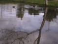 /album/galeria-de-fotos/patos-jpg/