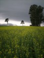 /album/galeria-de-fotos/canola-jpg/