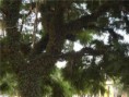 /album/galeria-de-fotos/arvore-jpg/